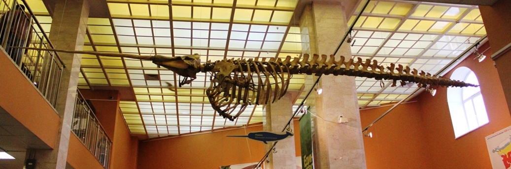 Дарвинский музей